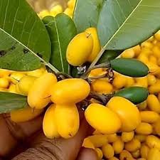 Bush Banana Uvaria chamae tropical shrub with green foliage and distinctive clustered finger-shaped fruits in a warm-climate garden