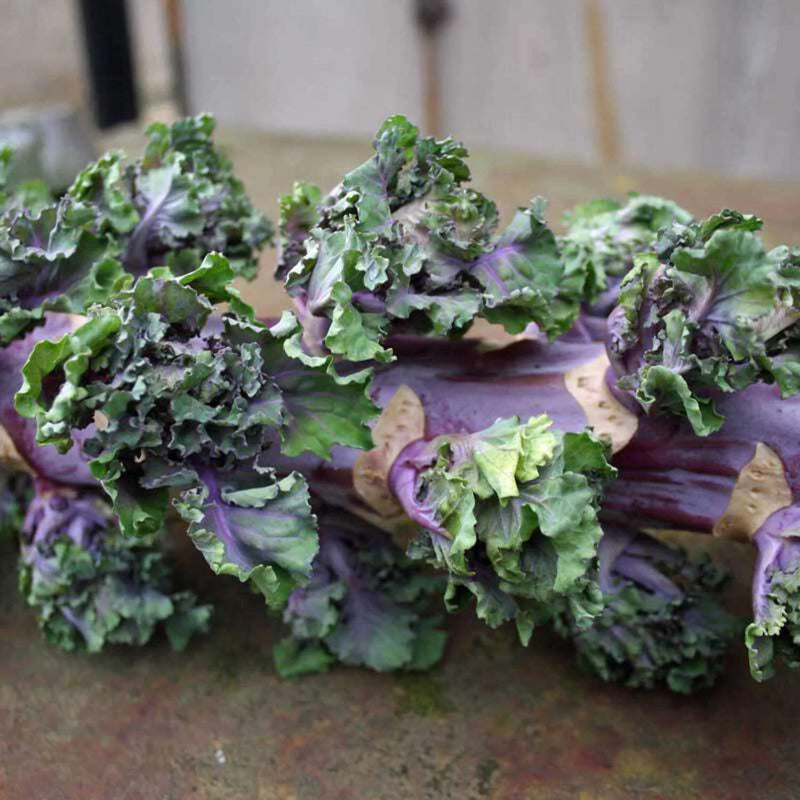 Purple Kalettes Seeds for Planting – Heirloom Non-GMO Garden Seeds