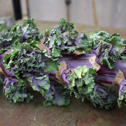 Purple Kalettes Seeds for Planting – Heirloom Non-GMO Garden Seeds
