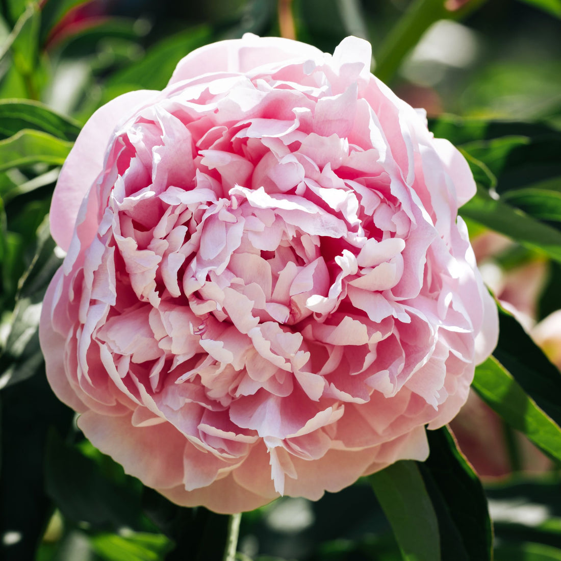 Perennial flower seeds