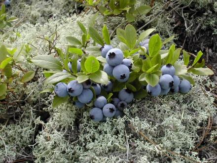 Lowbush Blueberry Fruit Seeds for planting with blue berries and green foliage
