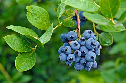 Blueberry Fruit Seeds for Planting Vaccinium corymbosum – Heirloom Blueberry Seeds