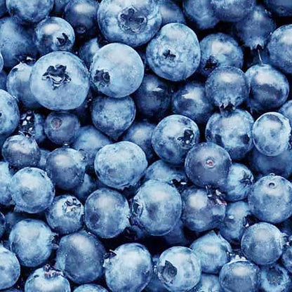 Blueberry Vaccinium corymbosum Fruit Seeds for Planting – Heirloom Non-GMO Garden Seeds