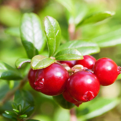 Graines de canneberge américaine à planter – Graines de jardin anciennes sans OGM