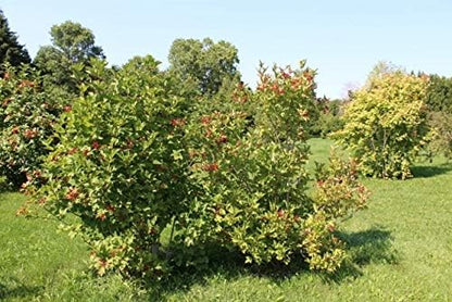Cranberry Fruit Seeds for Planting – Heirloom Non-GMO Garden Seeds