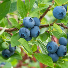 Black Bilberry Fruit Seeds for Planting – Specialty Berry Garden Seeds
