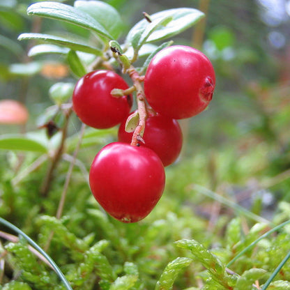 lingonberry seeds