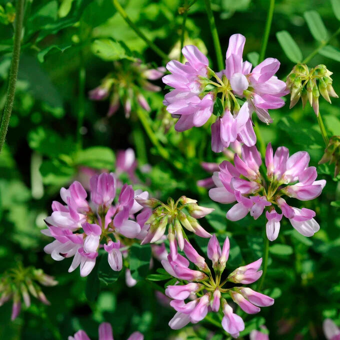 Pink Crownvetch flower seeds