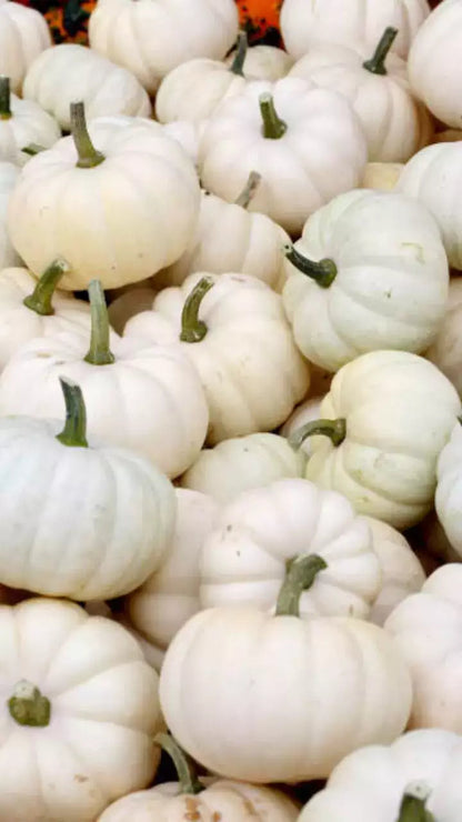 Valencia White Pumpkin Seeds