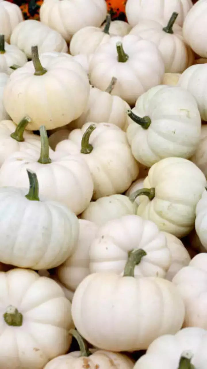 Valencia White Pumpkin Seeds
