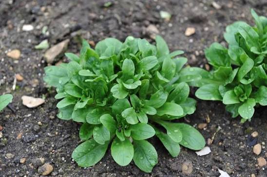 Valeriana locusta lamb's lettuce leafy vegetable with tender green rosette leaves growing in a home vegetable garden.