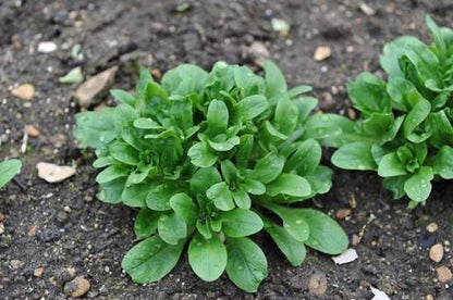 Valeriana locusta lamb's lettuce leafy vegetable with tender green rosette leaves growing in a home vegetable garden.