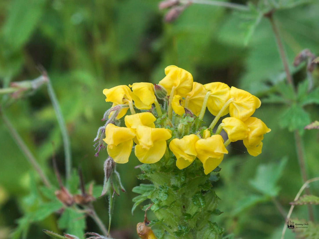 Yellow Pedicularis flower seeds