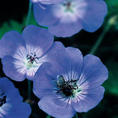 Blue Flores Geranium plant