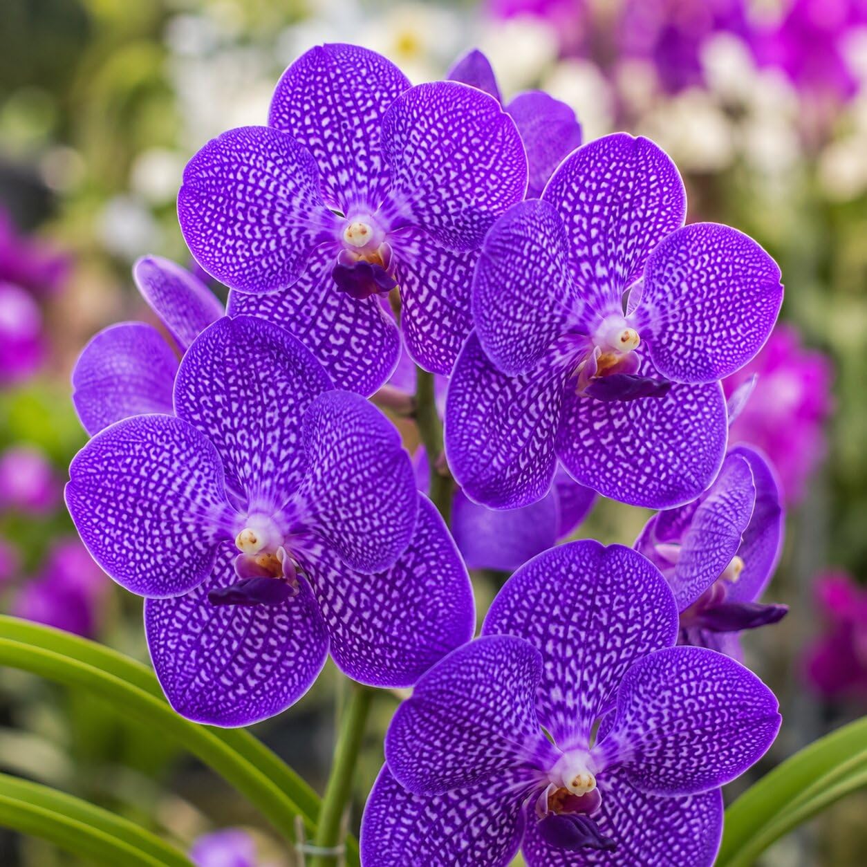 Purple Ascocentrum orchid flowers growing on an exotic epiphytic orchid plant