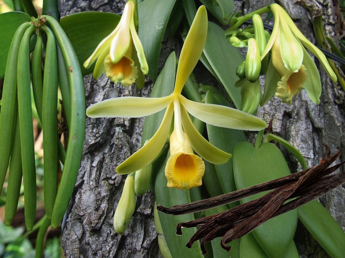  Vanilla Bean Plant with Lush Green Climbing Vine 