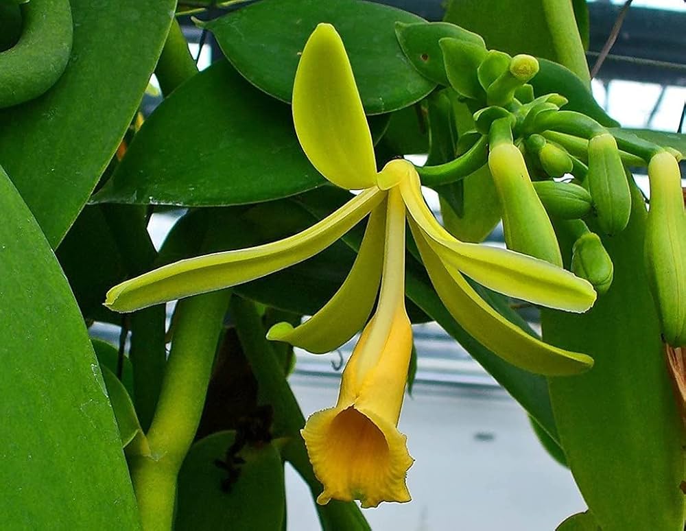 Sweet Vanilla flower seeds