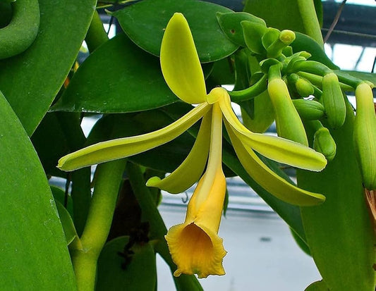Sweet Vanilla flower seeds