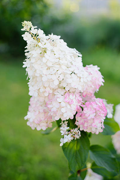 White Vanilla Fraise Hydrangea flower panicles changing from creamy white to pink