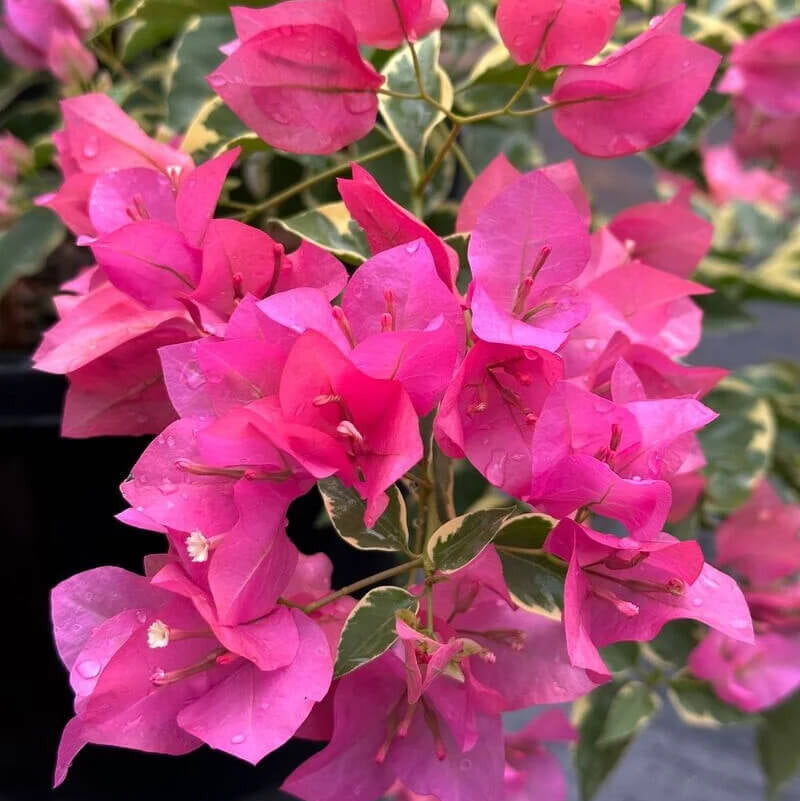 Dark Pink Bougainvillea plant