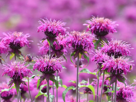 Balm flower seeds