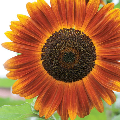 Orange Mini Sunflower plant