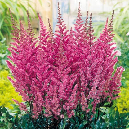 Violet Astilbe flower seeds