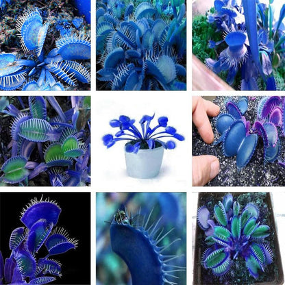 Blue Venus Fly Trap Seeds for Planting – Dionaea muscipula Carnivorous Plant