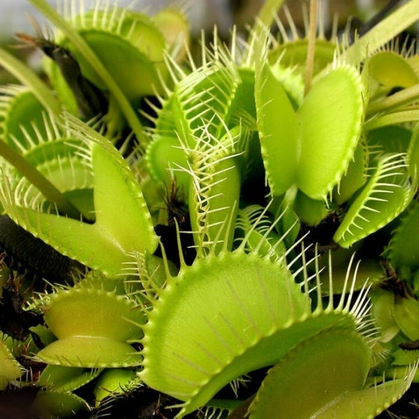Green Venus Fly Trap plant with distinctive carnivorous traps growing in a container