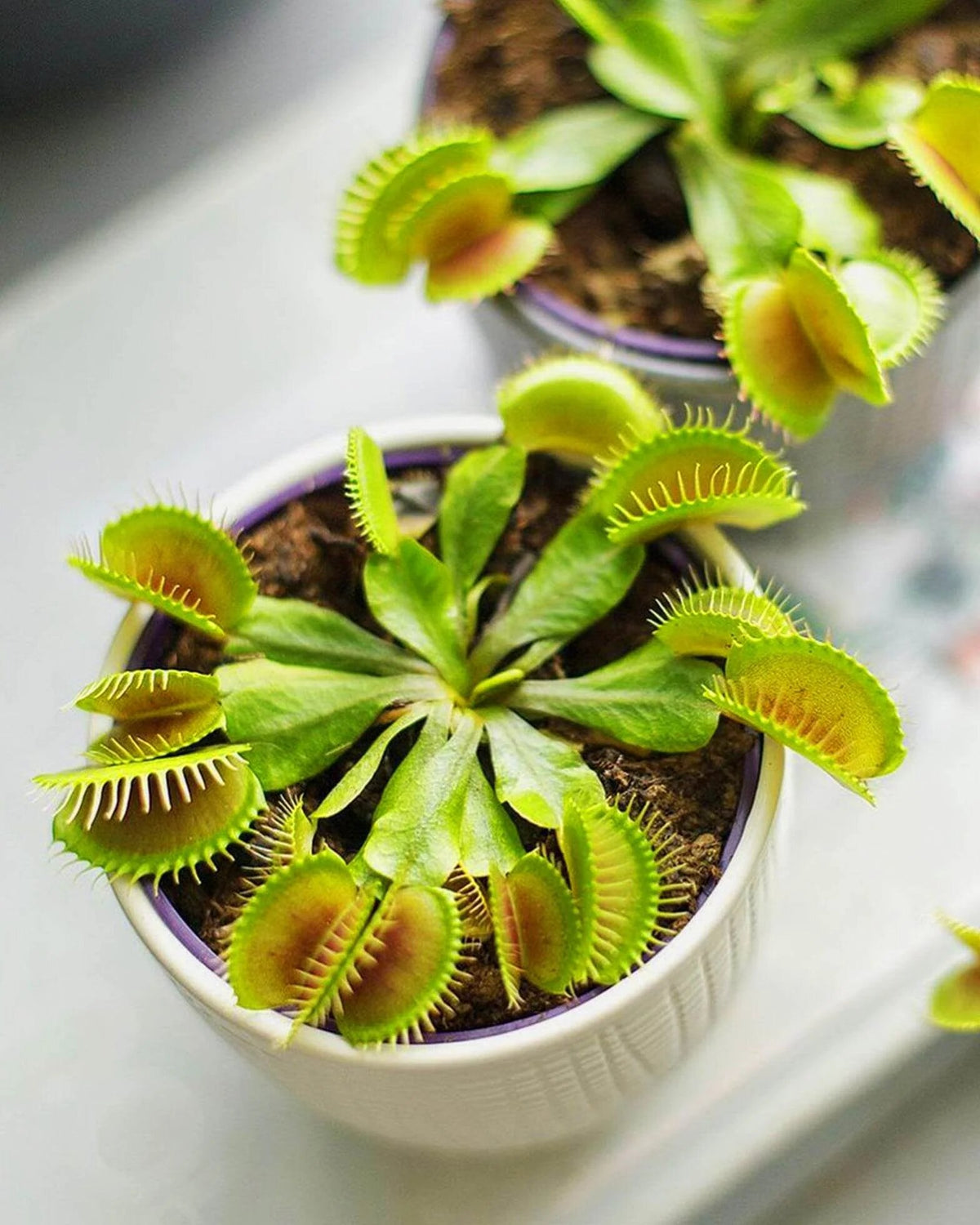 Carnivorous Venus Fly Trap plant with green and reddish insect-catching traps