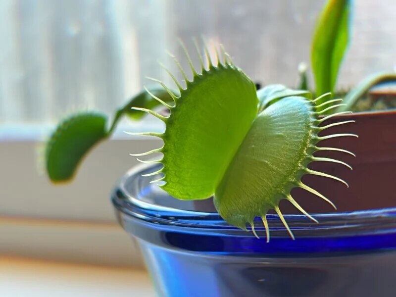 Green Venus Fly Trap Plant Seeds for planting and growing Dionaea muscipula