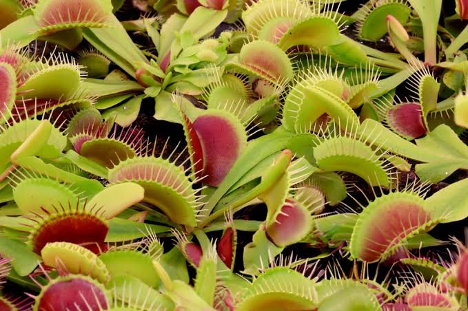 Carnivorous Venus Fly Trap plant with green and reddish insect-catching traps