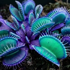Blue Green Venus Fly Trap Seeds for planting with young Dionaea muscipula carnivorous plants