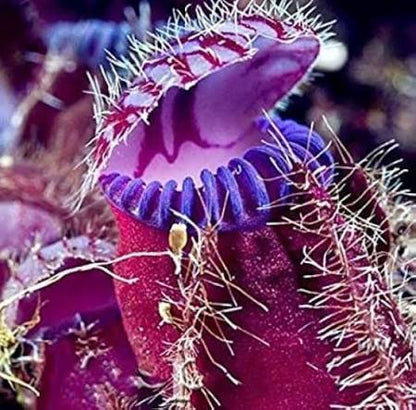 Venus Flytrap Plant in Specialty Garden Display