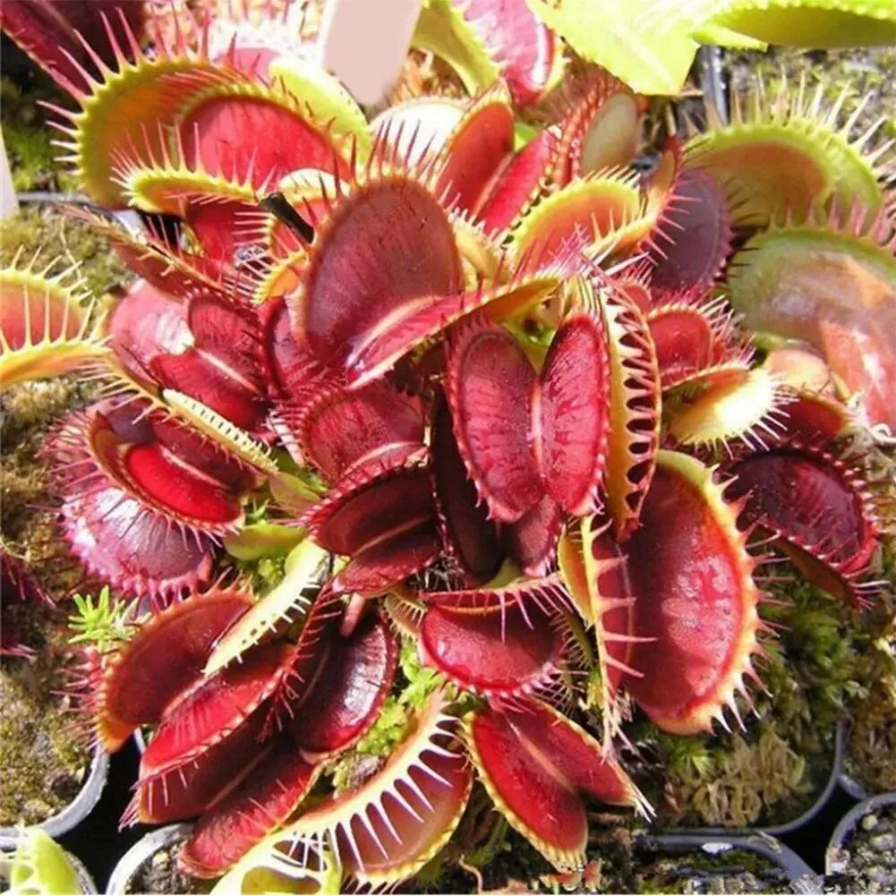 Red Venus Fly Trap plant with vibrant red traps growing in a carnivorous plant pot