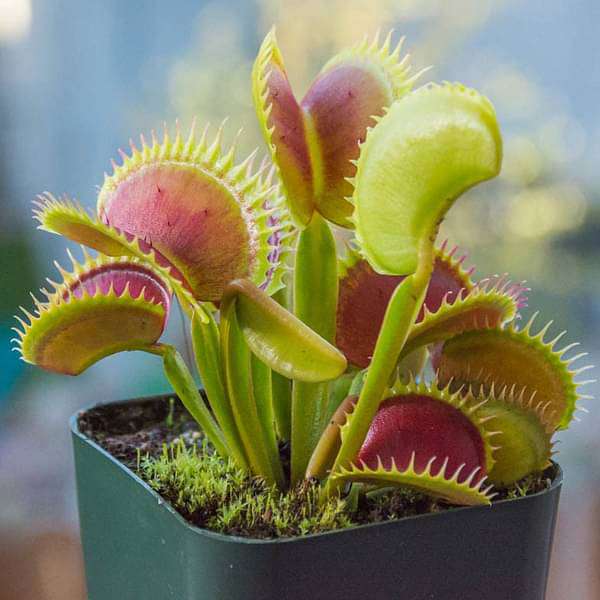 Easy Care Venus Fly Trap Seeds for Planting – Heirloom Non-GMO Carnivorous Plant Seeds