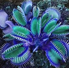 Venus Flytrap Plant in Specialty Garden Display
