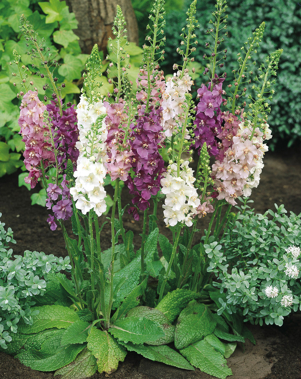 Mixed Verbascum flower seeds growing into tall colorful flowering spikes in a sunny cottage garden