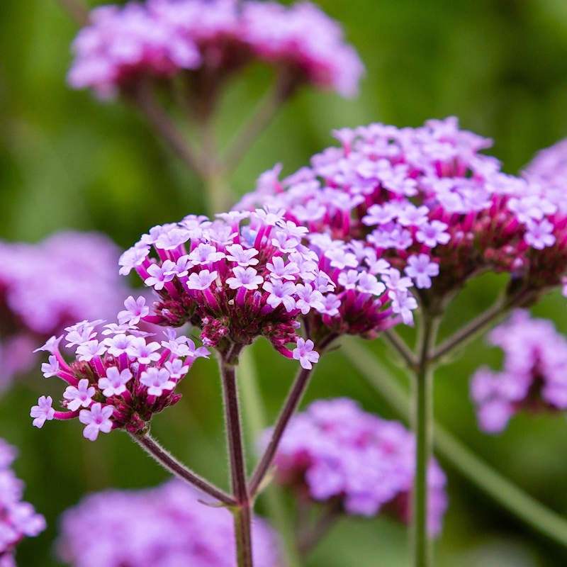 Buenos Aires Verbena Flower Seeds for Planting – Heirloom Non-GMO Garden Seeds