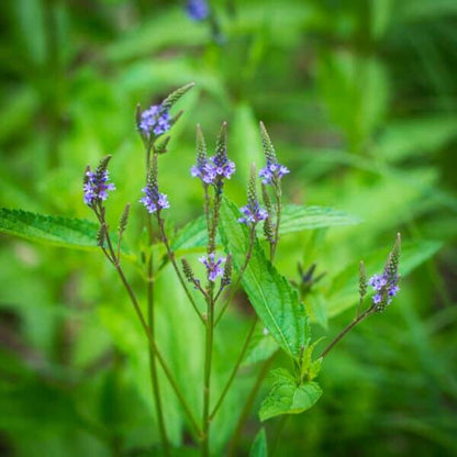 Blue Vervain plant