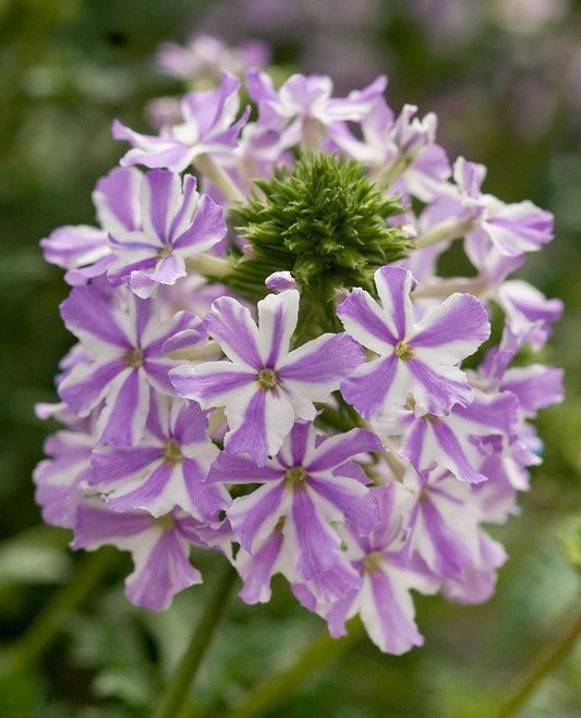 White Purple flower seeds