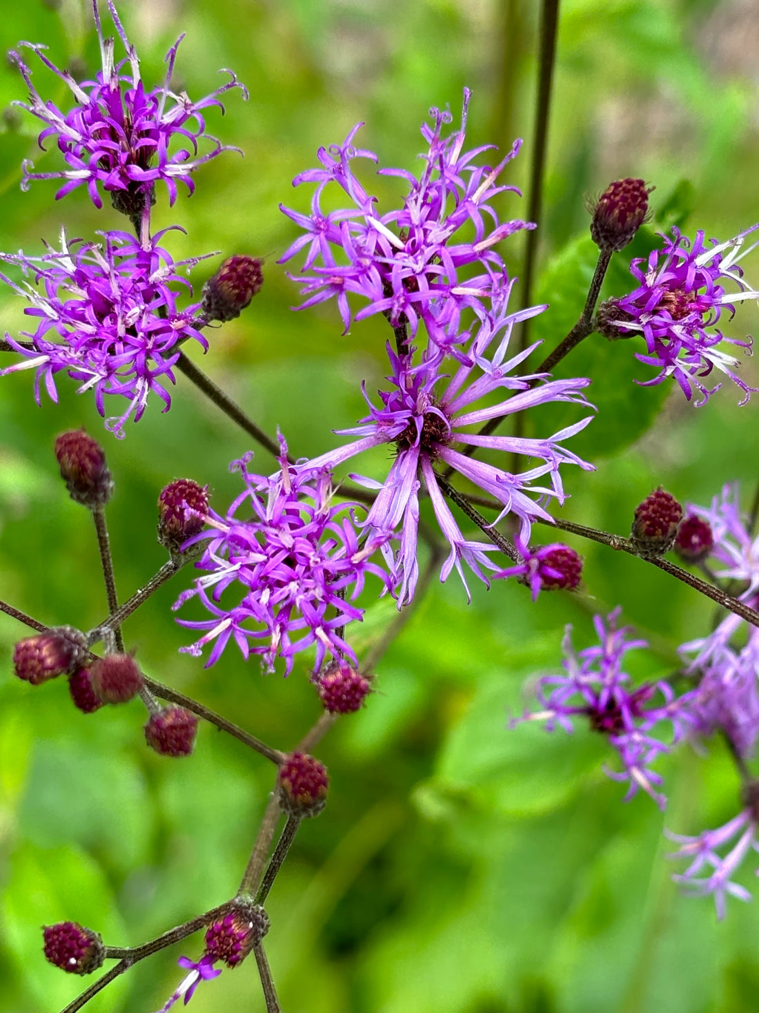 Vernonia Gigantea flower seeds