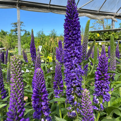 Veronica flower seeds