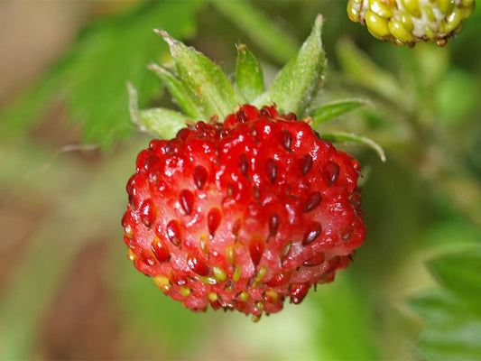vesca strawberry seeds