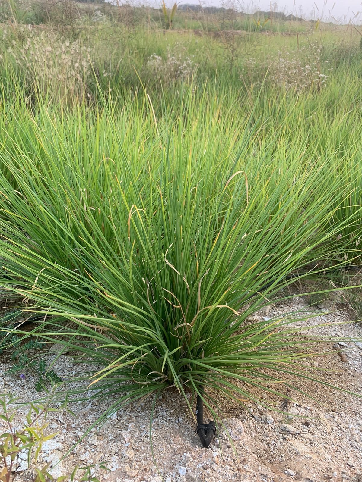 Vetiver Grass Seeds for Planting – Chrysopogon zizanioides Perennial Grass