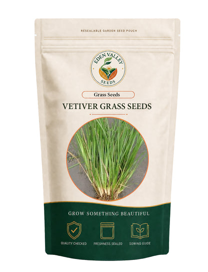 Vetiver grass seeds for planting with green vetiver grass plants