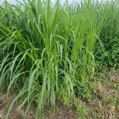 Vetiver Grass Seeds for Planting – Chrysopogon zizanioides Perennial Grass