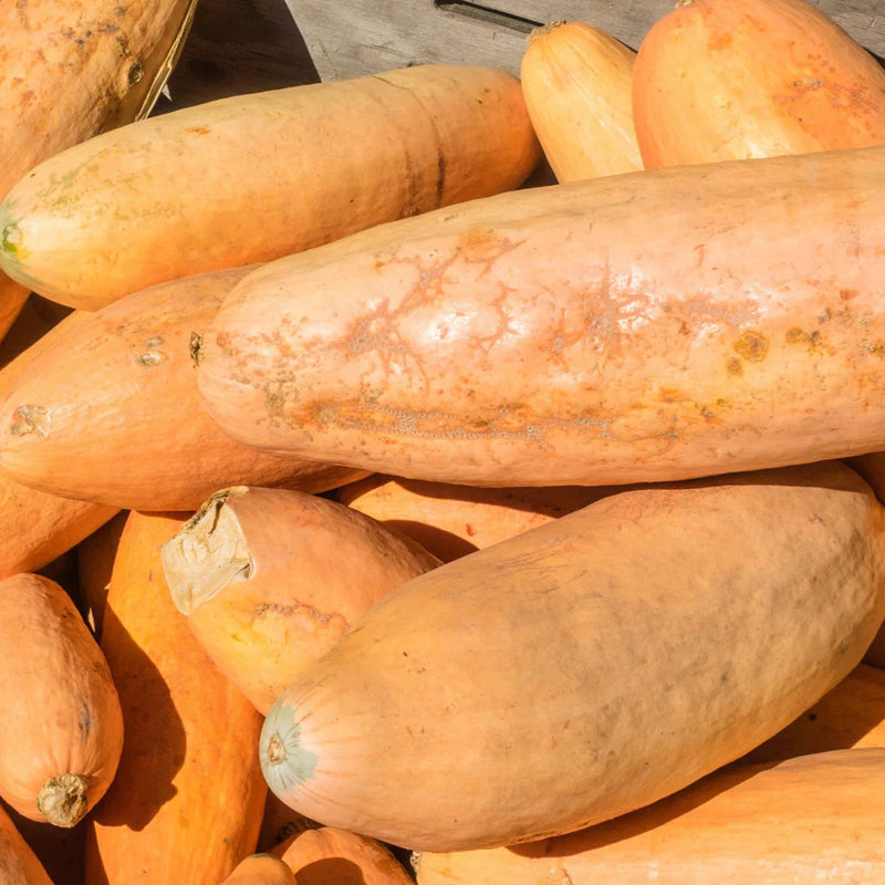 Pink Banana Squash Seeds for Planting – Heirloom Non-GMO Garden Seeds