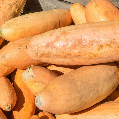 Pink Banana Squash Seeds for Planting – Heirloom Non-GMO Garden Seeds