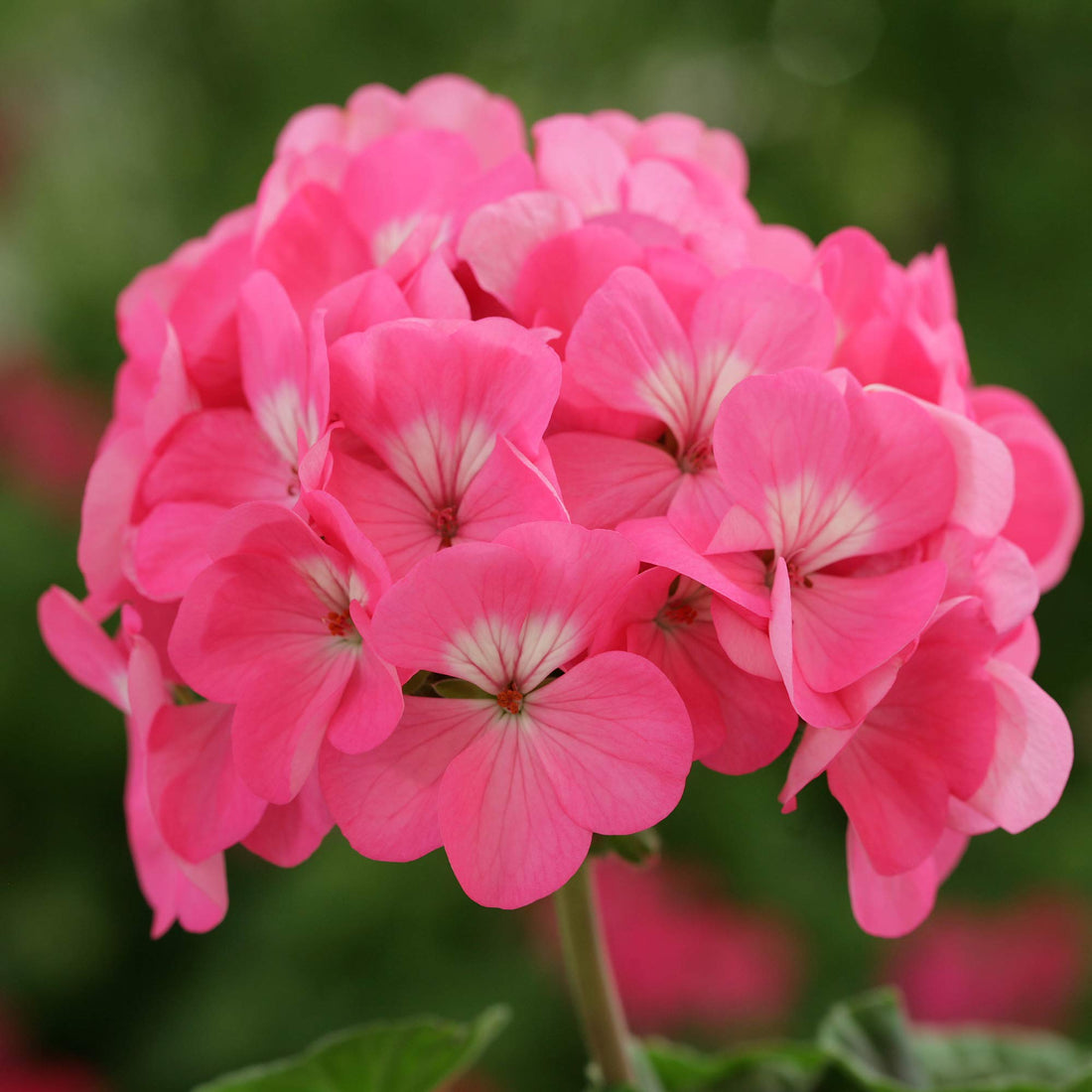 Perennial Geranium flower seeds